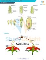 Class 12 Biology Short Notes 2025-2026 | Digital eBook (PDF)