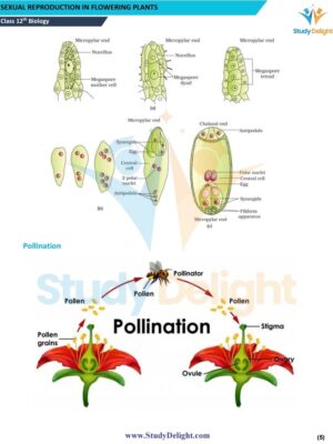Chapter 1 Sexual Reproduction in Flowering Plants.pdf_page_06
