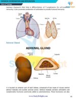 Class 11 Biology Short Notes 2025-2026 | Digital eBook (PDF)