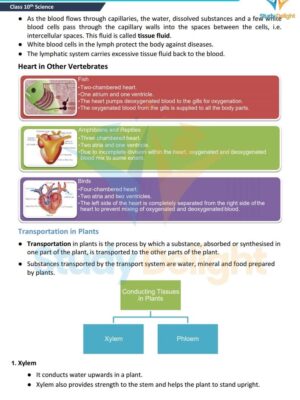 Chapter 5 Life Processes.pdf_page_16